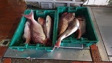 Imagem de GNR apreende 102 quilos de pescado no Caniçal