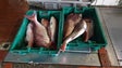 GNR apreende 102 quilos de pescado no Caniçal