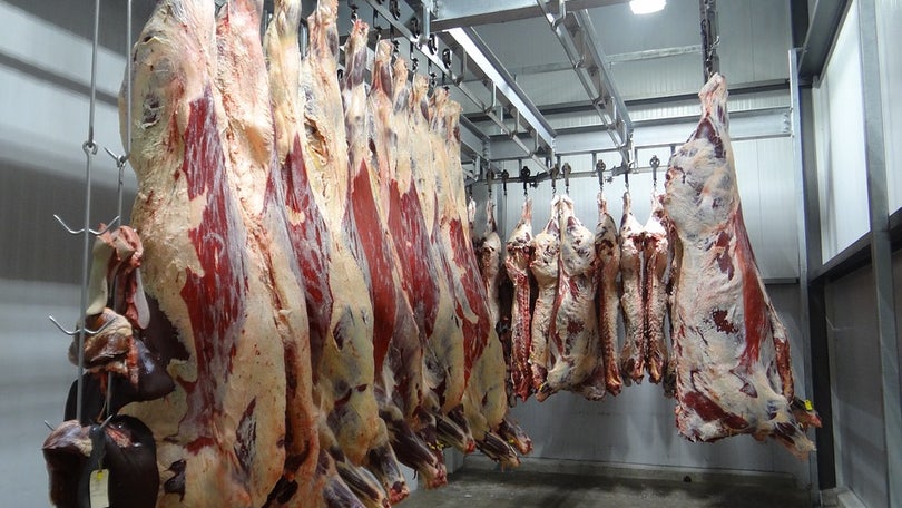 Imagem de Capacidade para 80 bovinos