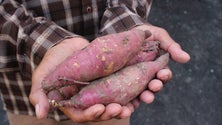 Imagem de Madeira prevê exportar 400 toneladas de batata-doce cenoura
