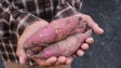 Imagem de Madeira prevê exportar 400 toneladas de batata-doce cenoura