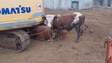 Imagem de Vacas ficam sem palheiro na Maloeira (vídeo)