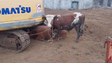 Vacas ficam sem palheiro na Maloeira (vídeo)