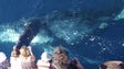 Diminui a procura pela a observação de cetáceos na Madeira