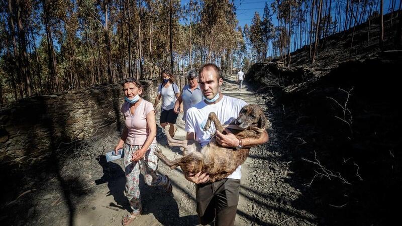 Autarca de Santo Tirso vai ser ouvido na Assembleia da República sobre morte de animais em canis