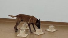 Imagem de Cães garantem fiabilidade acima dos 90 % (vídeo)