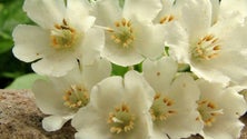 Imagem de Centena e meia de plantas são endémicas da Madeira (áudio)