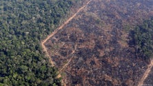 Imagem de Destruição da Amazónia bate recorde no trimestre