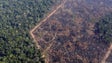Imagem de Destruição da Amazónia bate recorde no trimestre
