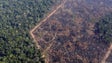 Destruição da Amazónia bate recorde no trimestre