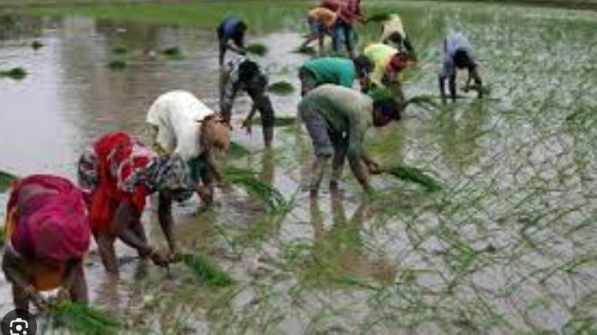 Índia impõe restrições às exportações de arroz com imposto de 20%