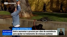 Cães de assistência ajudam crianças com autismo