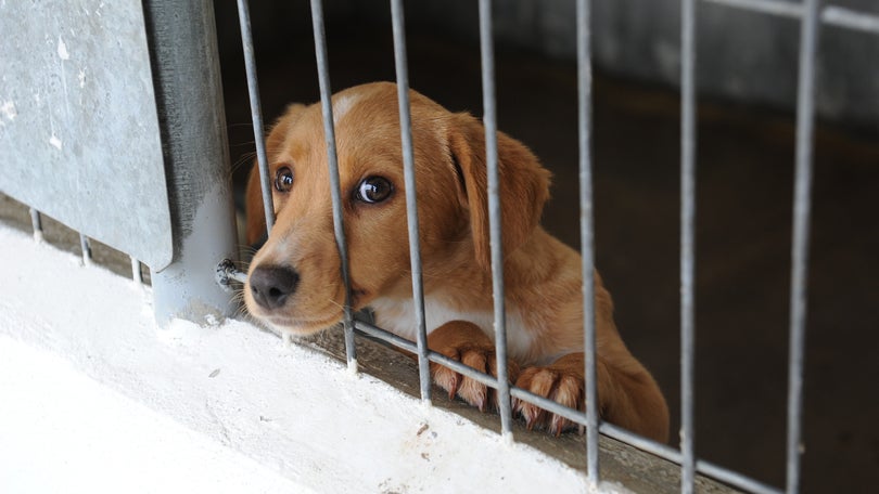 Ordem dos Advogados promove conferência sobre direito animal