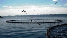 Imagem de Governo aprova linha de crédito até 20 ME para setor da pesca e aquicultura
