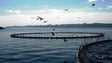 Imagem de Governo aprova linha de crédito até 20 ME para setor da pesca e aquicultura