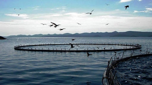 Governo aprova linha de crédito até 20 ME para setor da pesca e aquicultura