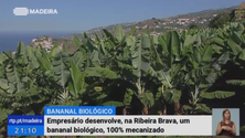 Agricultor aposta na mecanização para desenvolver bananal biológico na Ribeira Brava