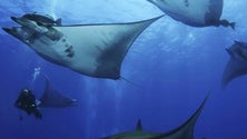 Imagem de Amantes do mergulho procuram nadar com o tubarão-baleia (Vídeo)