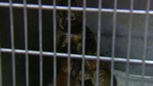 Imagem de BE exige que munícios legalizem centros de recolha de animais errantes (Vídeo)