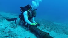 Imagem de Presidente da ANACOM defende investimento em cabos submarinos