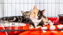 Imagem de Ordem dos Médicos Veterinários defende isenção de IVA nos tratamentos a animais (áudio)
