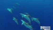 Imagem de Aumenta a procura dos turistas pela Madeira para observar baleias e golfinhos