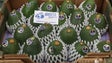 Madeira quer exportar 20 toneladas de abacates em 2020