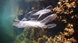Imagem de Mediterrâneo com 3.760 toneladas de plástico a flutuar