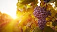 Imagem de Madeira produziu perto de quatro mil toneladas de uva para vinho em 2020 (Áudio)