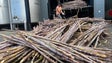 Imagem de Não há quem corte a cana-de-açúcar (vídeo)