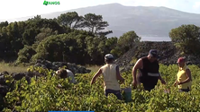 Vinho vai aumentar de preço por causa das más colheitas (Vídeo)