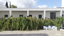 Imagem de GNR faz maior apreensão de sempre de canábis em Portugal
