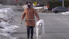 Imagem de Cão manda parar o trânsito para salvar a dona (vídeo)