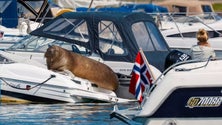 Imagem de Autoridades norueguesas abatem morsa Freya