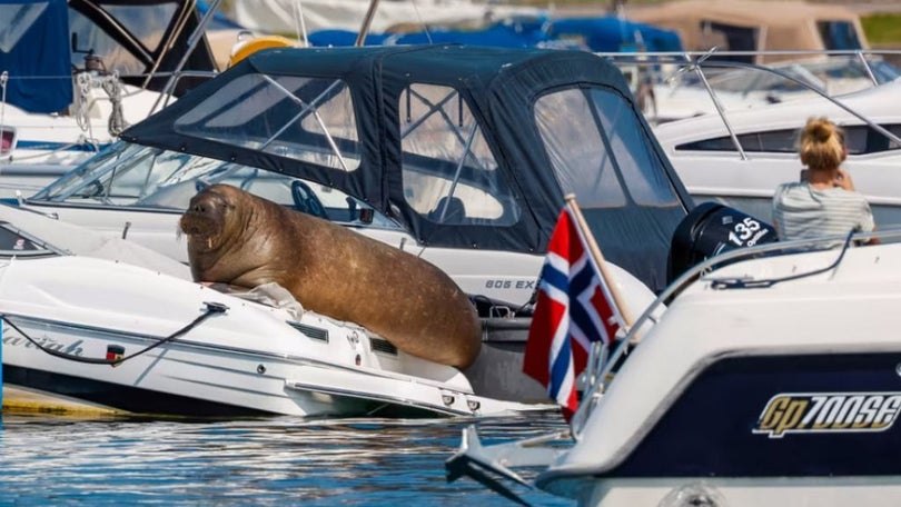 Autoridades norueguesas abatem morsa Freya