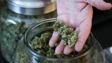 Imagem de Lei de legalização da canábis para uso recreativo `chumbada`