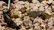 Imagem de Madeirenses preferem comer carne no Natal