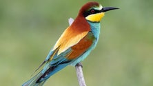 Imagem de Uma em cada cinco espécies de aves da Europa está ameaçada