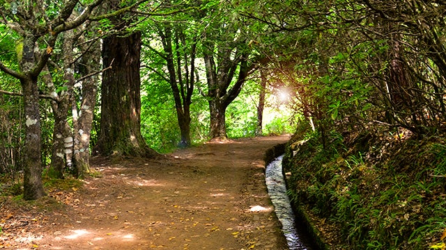 Imagem de Reaberto percurso pedestre Levada do Caldeirão Verde
