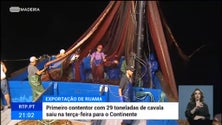 29 toneladas de cavala comercializadas para fora da Região (vídeo)