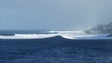 Imagem de Seleção de surf está na Madeira (vídeo)