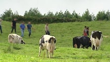 Imagem de Projeto Free Grazing Dairy nos Açores [Vídeo]