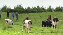 Projeto Free Grazing Dairy nos Açores [Vídeo]