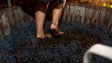 Instituto do Vinho vai garantir a compra de toda a produção de uva este ano (Áudio)