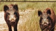 Imagem de Portugal com sobrepopulação de javalis tem que reduzir número de animais