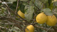 Limão sem procura (vídeo)