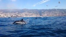 Imagem de Cetáceos da Madeira incluídos na Rede Natura 2000