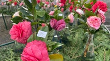 Imagem de Mostra das Camélias mobiliza aficionadas das plantas (vídeo)