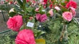 Imagem de Mostra das Camélias mobiliza aficionadas das plantas (vídeo)
