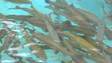 Imagem de 130 licenças para a pesca de trutas (vídeo)